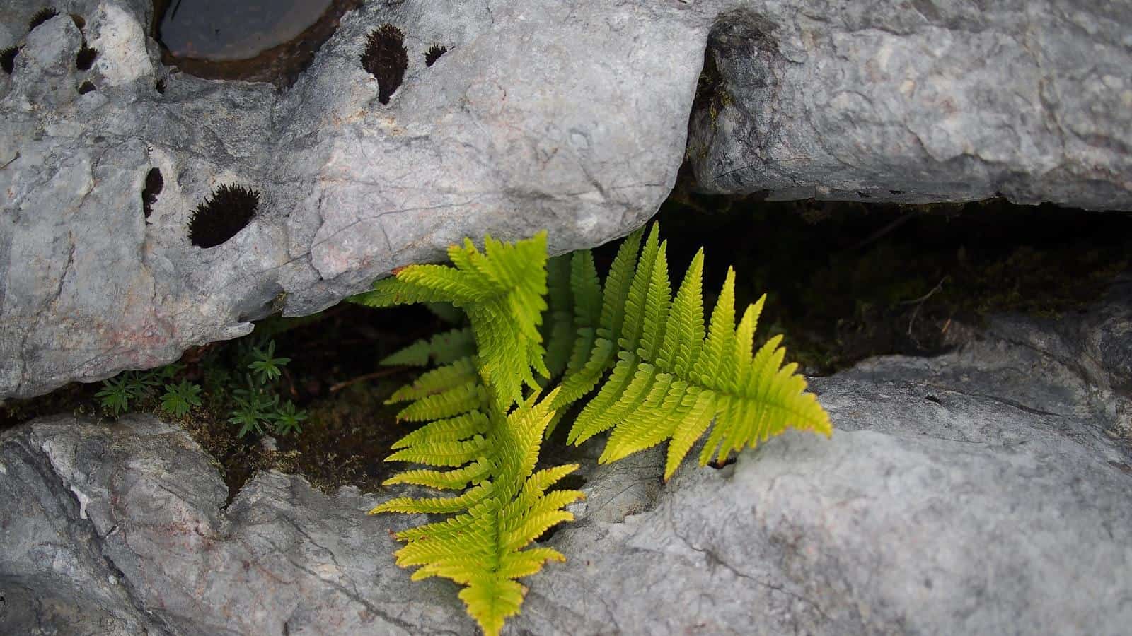 The Power of Liberating Oneself