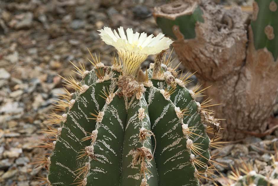 From the Desert to a Flowering Garden Christian Movie Poster